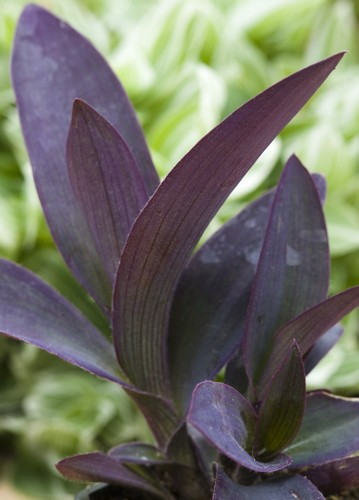 Tradescantia Purple