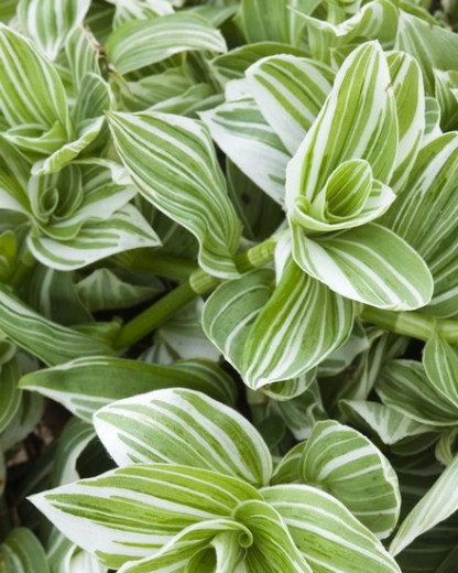 Tradescantia Zebrina